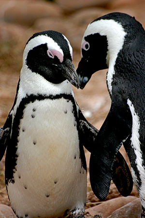 penguins sharing ideas