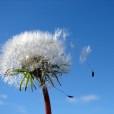 Dandelion spores beginning to fly off