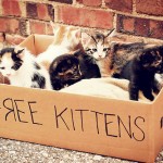 free-kittens