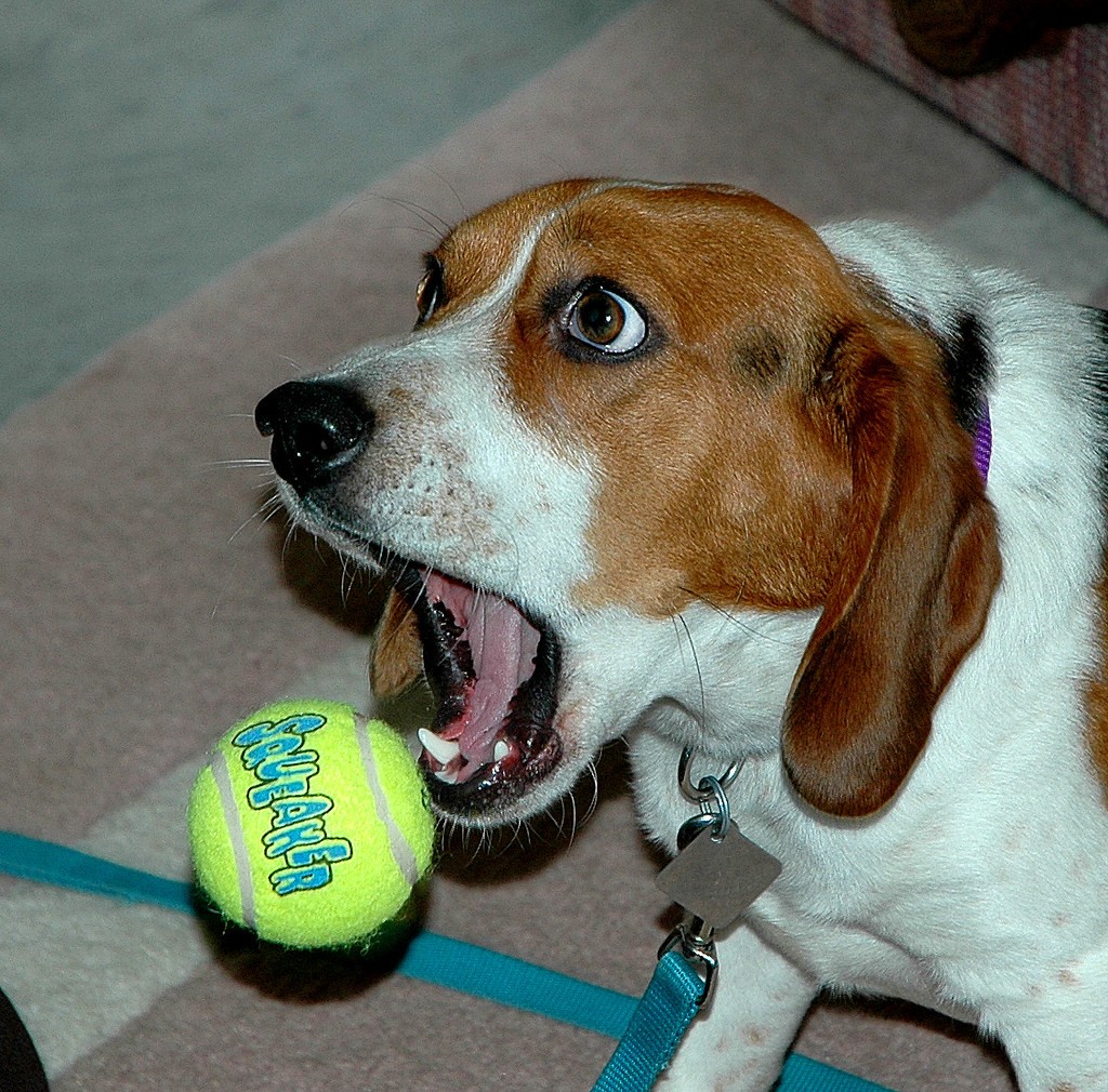 Dog dropping the ball