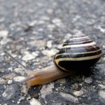 snail image