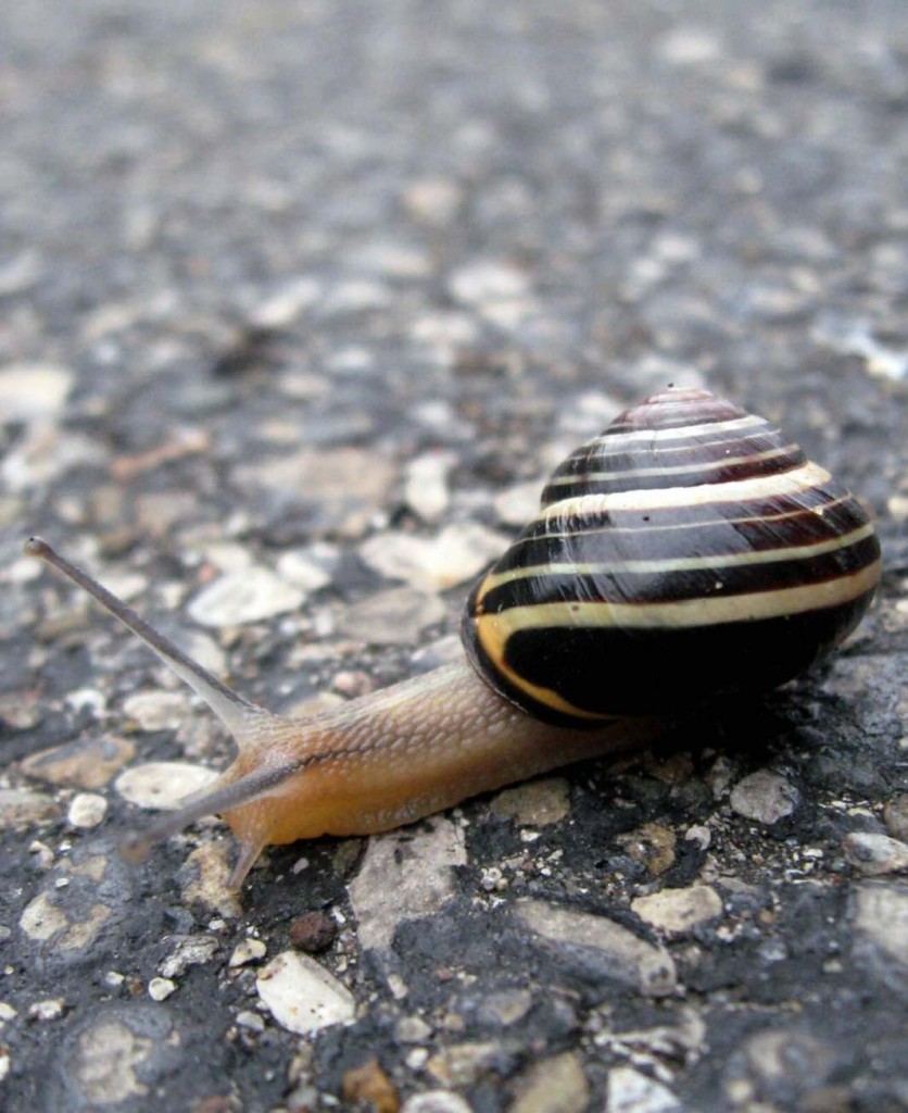 snail image