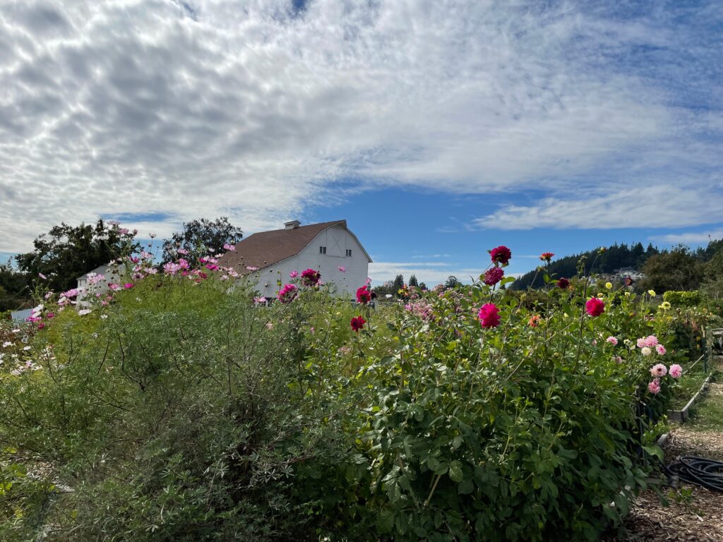 Tall pink flowers and fluffy greenery in the foreground and an old white farmhouse in the background