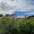 Tall pink flowers and fluffy greenery in the foreground and an old white farmhouse in the background