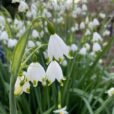 White flowers hanging loosely off their stems