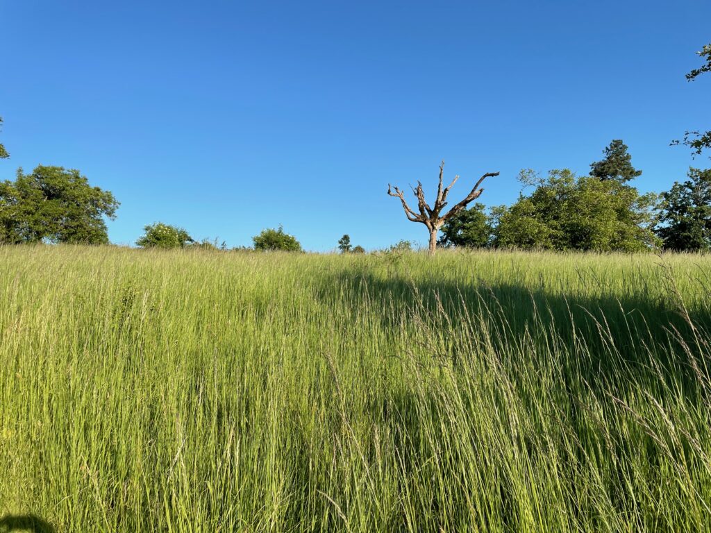 Image of a gnarled dead tree in a field of tall grass