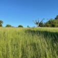 Image of a gnarled dead tree in a field of tall grass