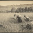 Old photo of two women in a field gathering wheat