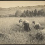 Old photo of two women in a field gathering wheat
