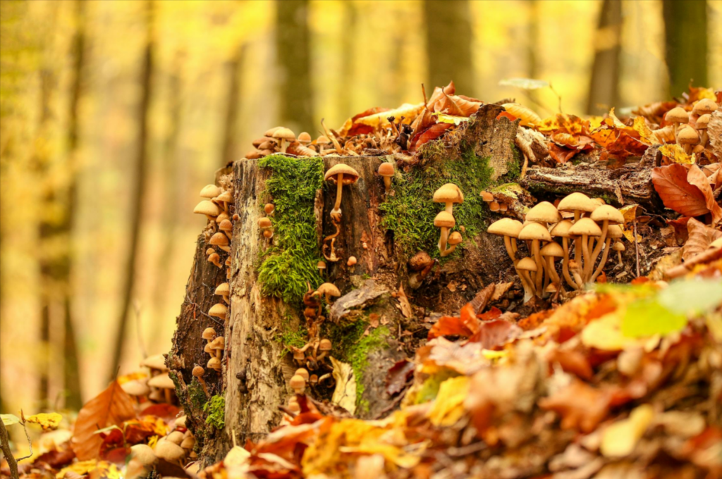 Tiny mushrooms covering a tree stump in the forest surrounded by Fall leaves