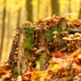 Tiny mushrooms covering a tree stump in the forest surrounded by Fall leaves