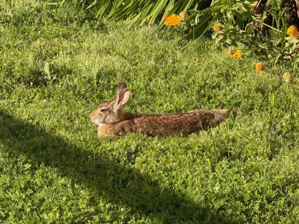Serene brown rabbit resting in the grass