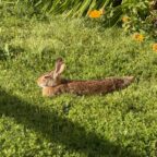 Serene brown rabbit resting in the grass