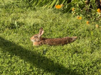 Serene brown rabbit resting in the grass