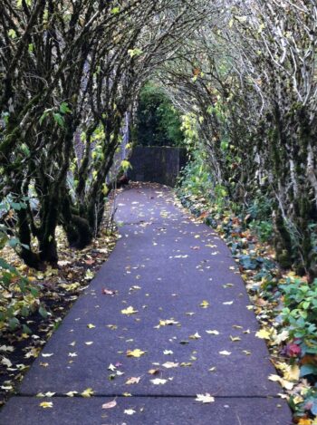 Photo of a creepy tree-lined path that leads into darkness