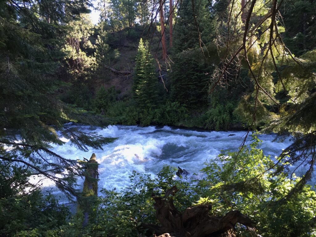 Whitewater rapids in the middle of a forest