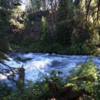 Whitewater rapids in the middle of a forest